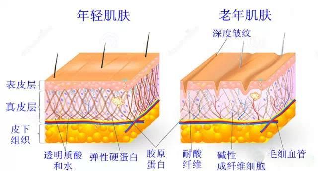除皺手術.jpg